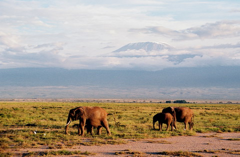 Elefanti la umbra Kilimanjaro