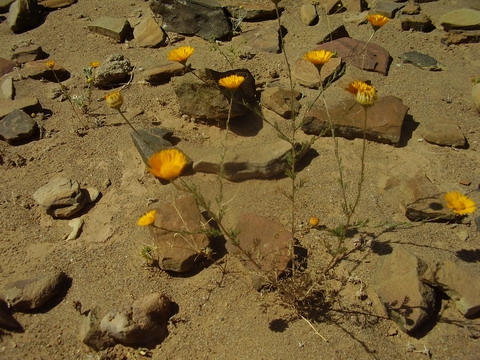 flori printre pietre