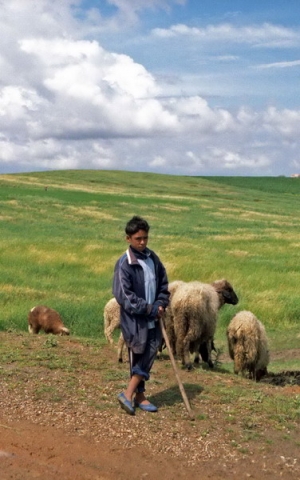 Cioban marocan