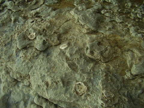Cochilii in piatra