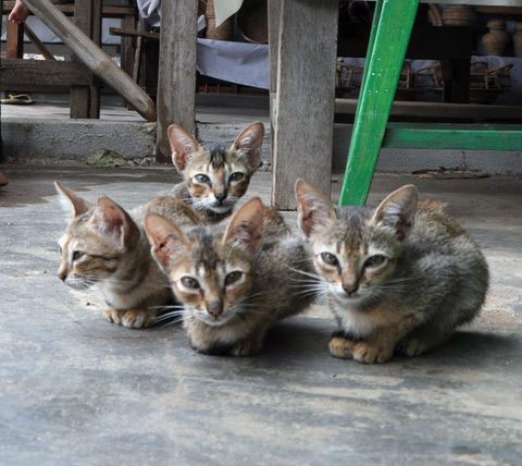 pisici birmaneze?