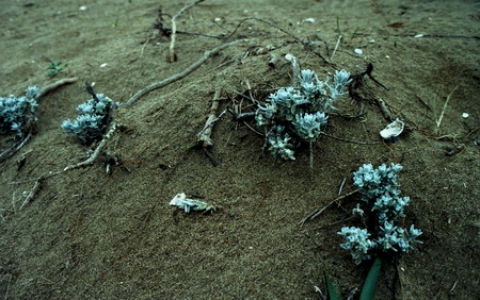 Plante pe nisip