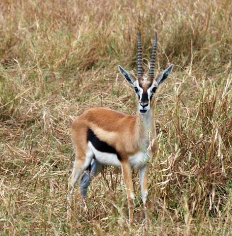 Masai Mara 15