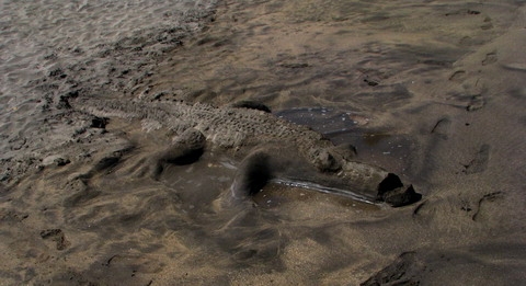 Crocodilul de plaja