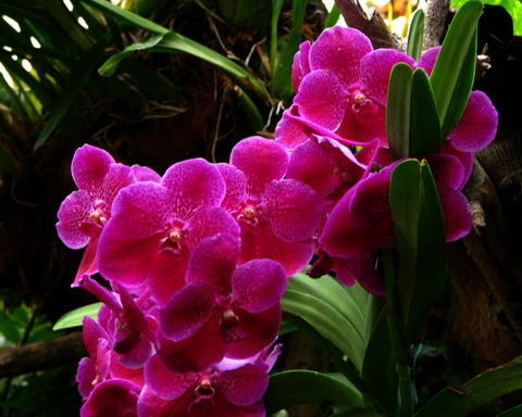 Orhidee(2)