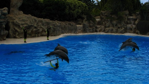 Delfini la apa
