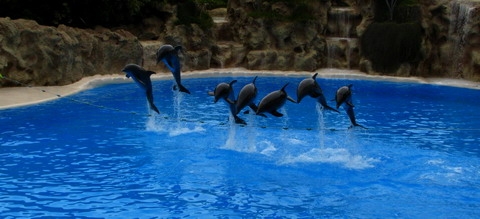 Sarind cu delfinii