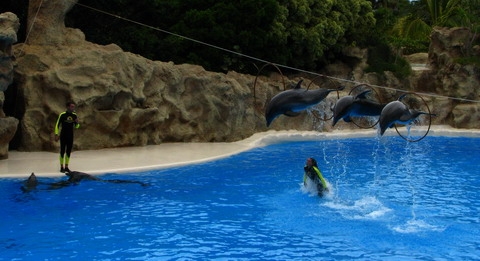 Jump dolphin jump