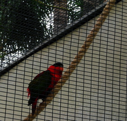 Un papagal