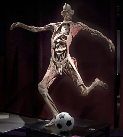 the human body – fotbalist