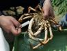 Crab pregatit pentru conservare