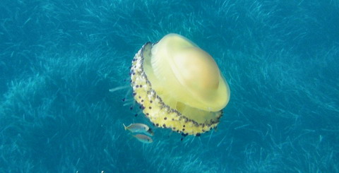 un meduz