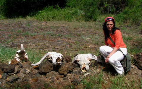 Cranii de buffalo