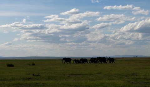 Elefantii la plimbare