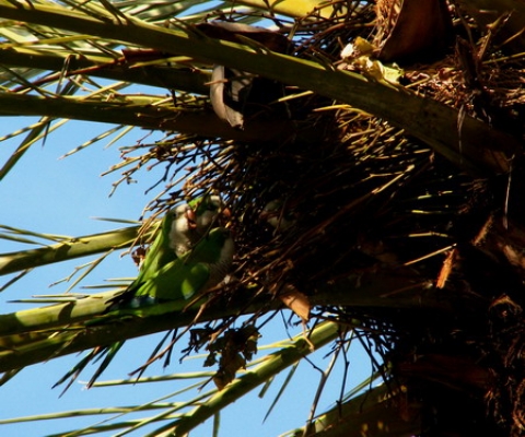 Cuib de papagali in palmier