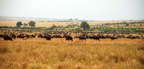 Masai Mara 14