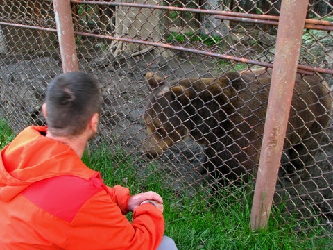 Ursul Baloo