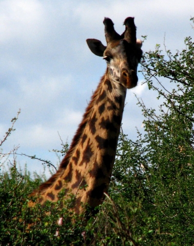 O girafa curioasa