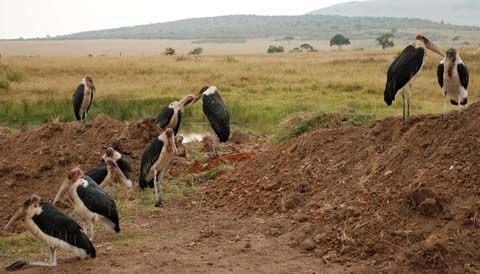Masai Mara 8
