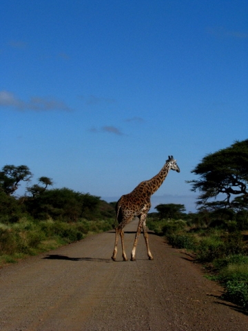 O girafa traverseaza