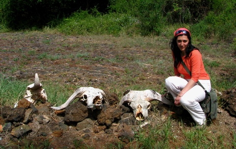 Cranii de buffalo