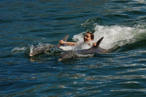 inot cu delfinii