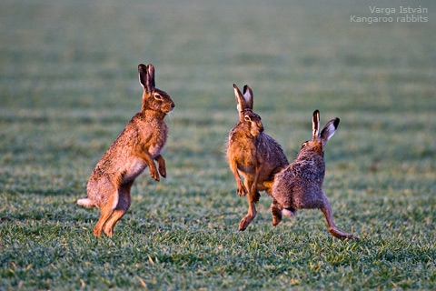 Kangaroo rabbits