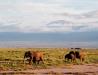 Elefanti la umbra Kilimanjaro